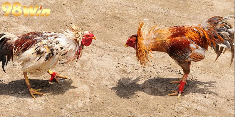 Tổng quan về sảnh chơi đình đám đá gà Campuchia