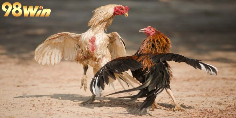 Lựa chọn sân chơi 98win phù hợp và an toàn hàng đầu